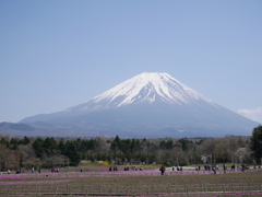 咲き掛けの芝桜と富士の山