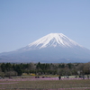 咲き掛けの芝桜と富士の山