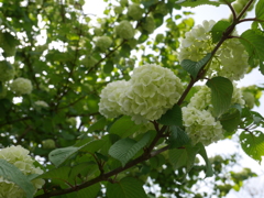 白い花