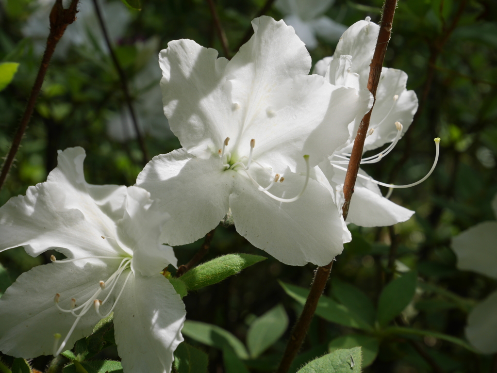 白いつつじ