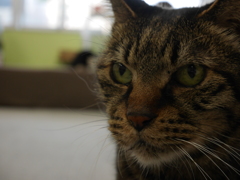 凛々しい猫