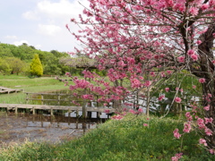 池と桃色の花