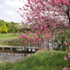 池と桃色の花
