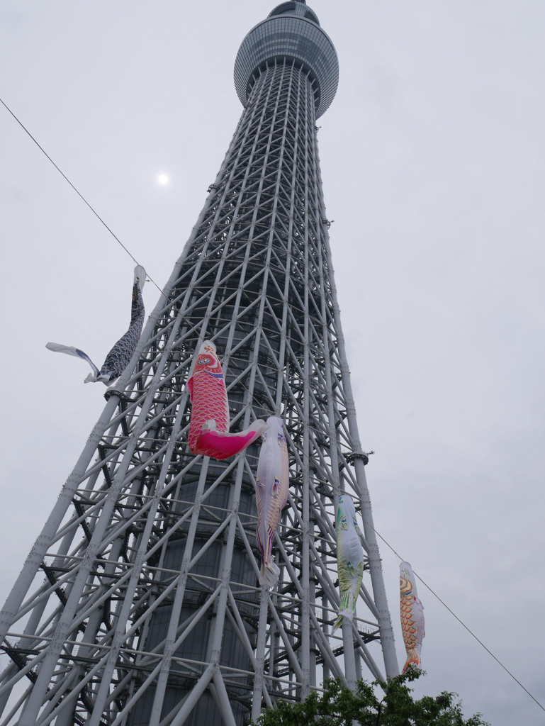 スカイツリーとこいのぼり