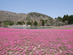 芝桜