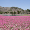 芝桜