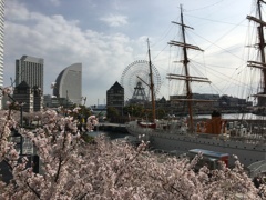 みなとみらい線桜