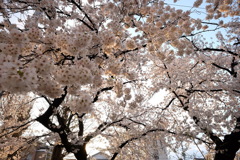 夕空、桜