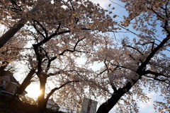 夕空、桜