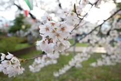 夕空、桜