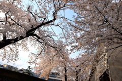 夕空、桜