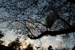 夕空、桜