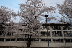 夕空、桜