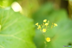 さりげなく、さりげなく。
