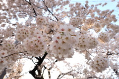 夕空、桜