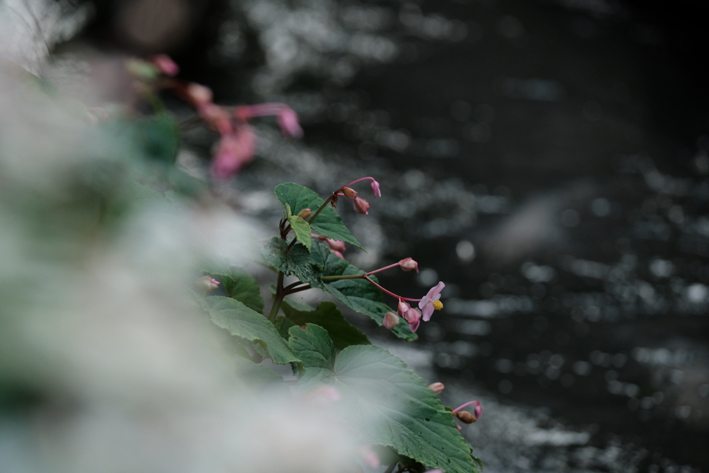 水の町　郡上八幡