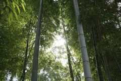 竹林