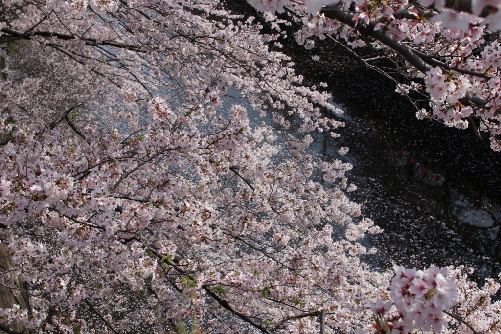目黒川の桜その6