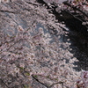 目黒川の桜その6