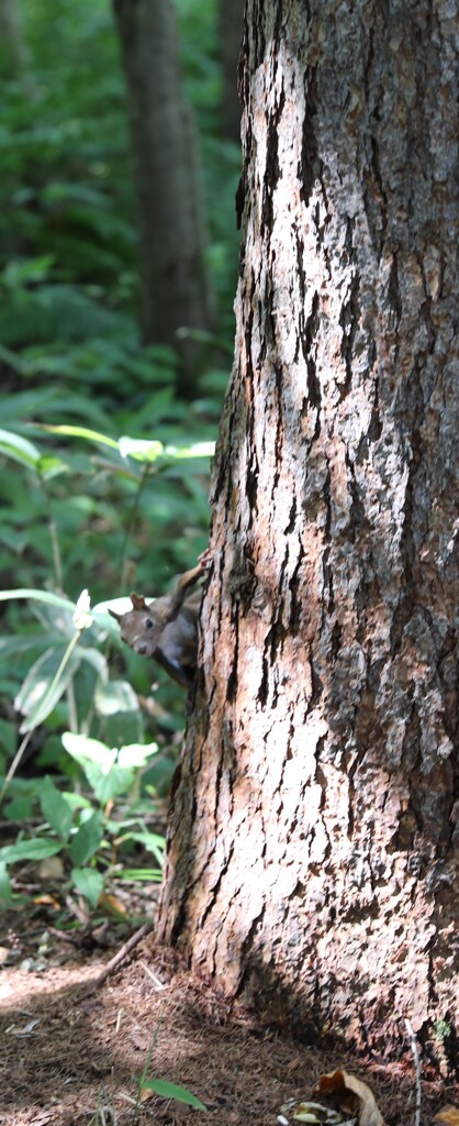野生のリスはメチャクチャかーえーな