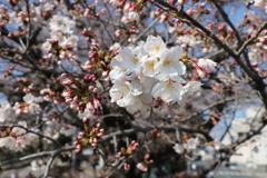 熊谷桜堤にてⅡ