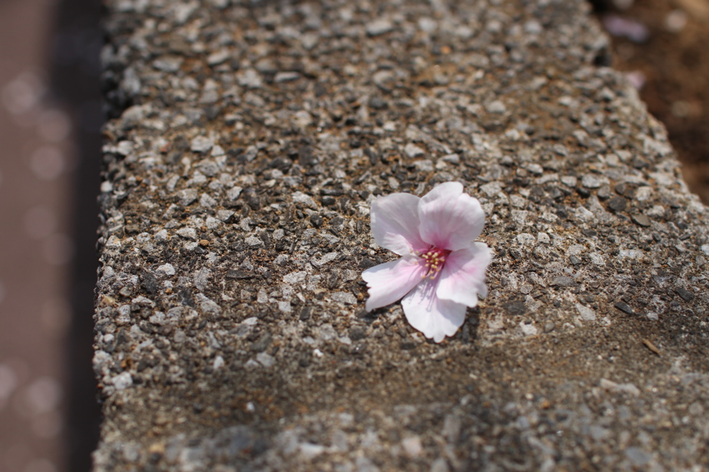 目黒川の桜その13