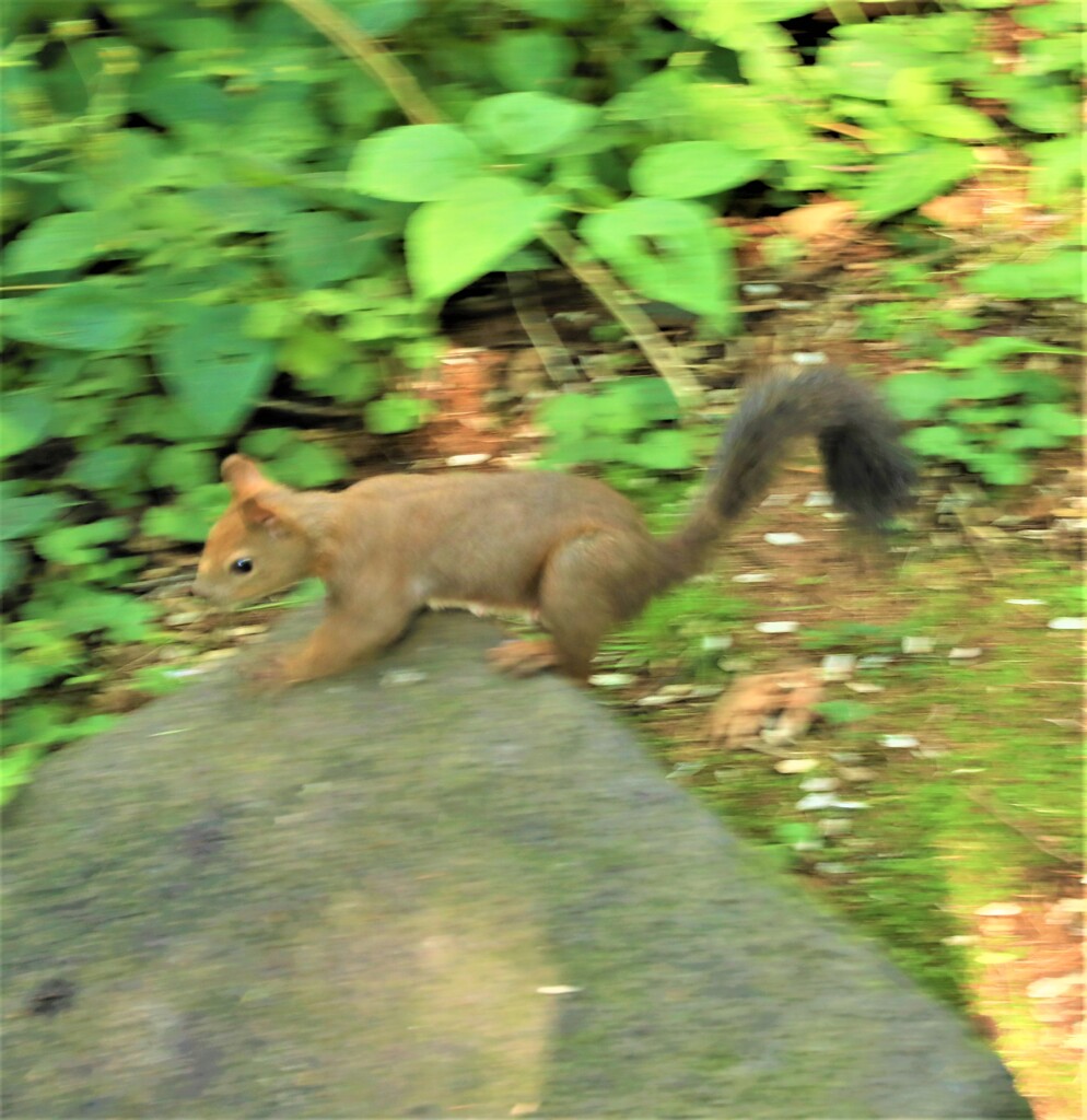 野生のリスはかーえーな