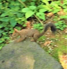 野生のリスはかーえーな