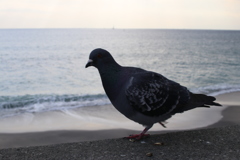 鳩△