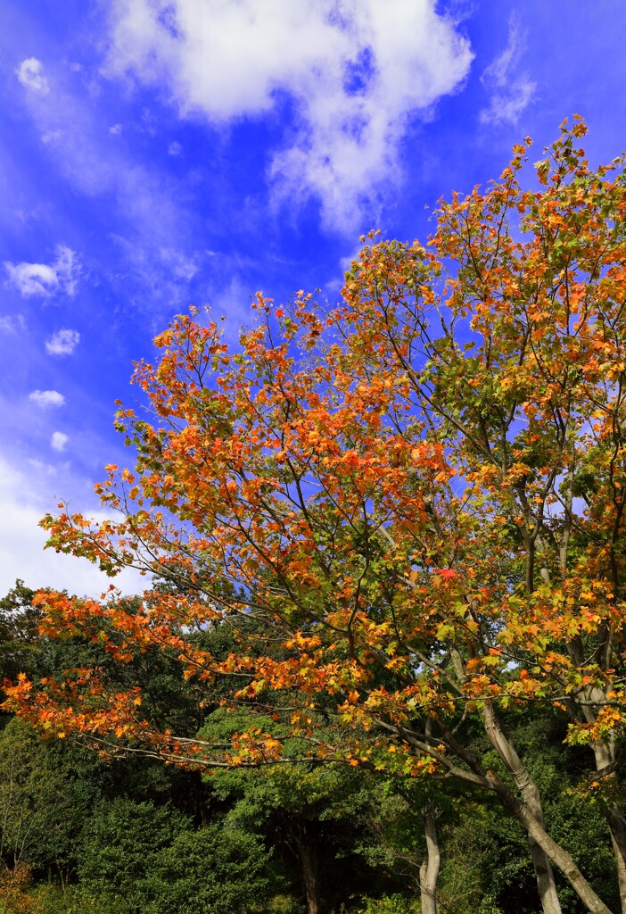 紅葉をみにいこうよう（ベタなやつです。）