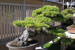 そうだ盆栽を撮りに行こう！その３