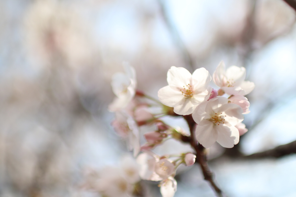 目黒川の桜その7