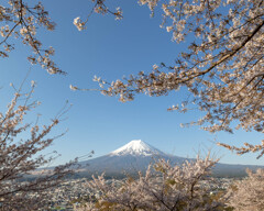 富士と桜