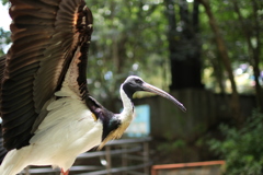 鳥と大空と