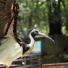 鳥と大空と