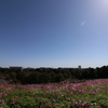 花の丘