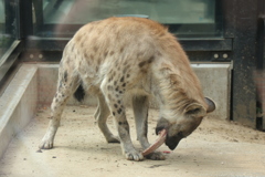 ハイエナの餌やり