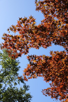 紅葉と秋の空