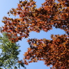 紅葉と秋の空