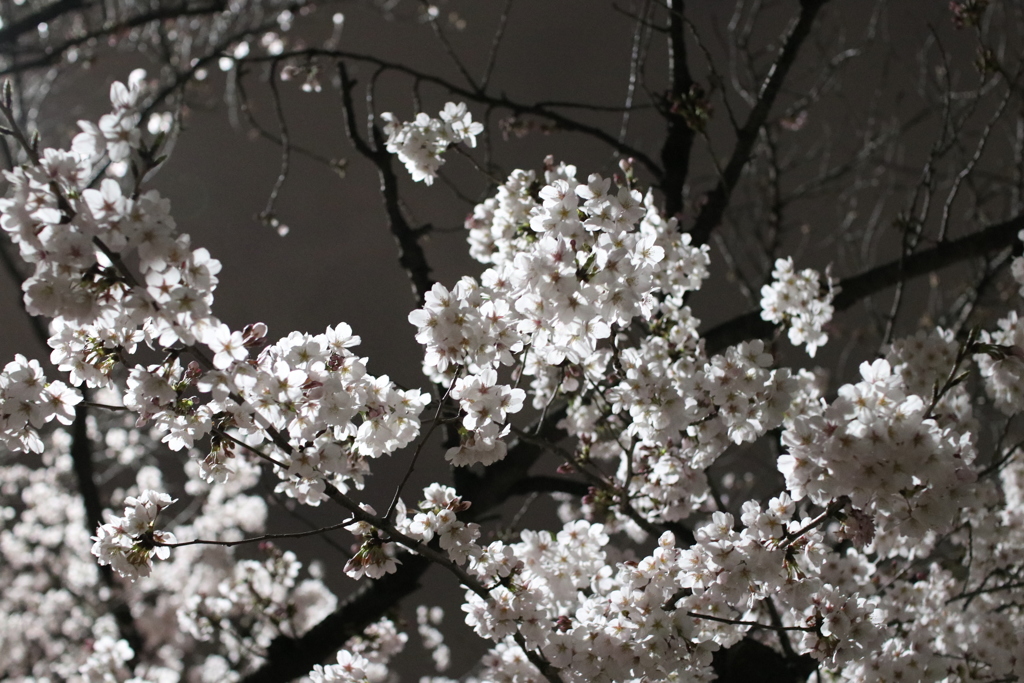 2019年3月28日　上野