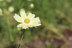 秋桜⑯