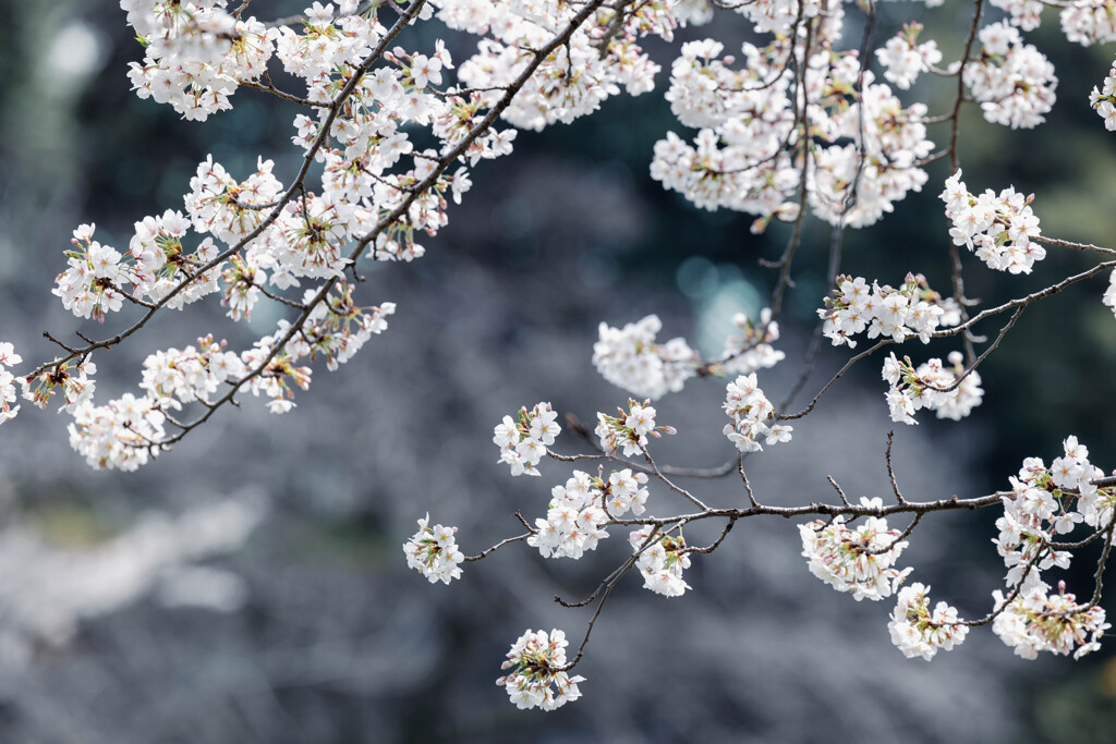 2024年桜