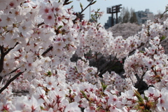 目黒川の桜その5