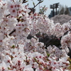 目黒川の桜その5