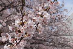 目黒川の桜その11