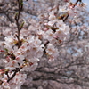 目黒川の桜その11