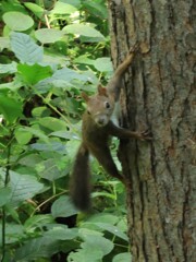 野生のリスはやっぱり、かーえーな