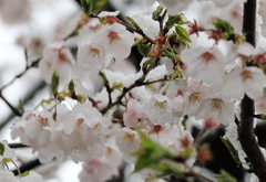 花弁に伝う雪雫