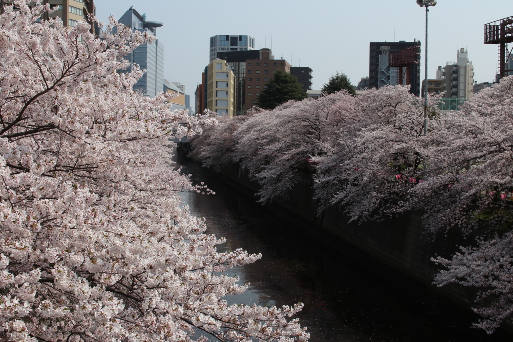 目黒川の桜その3