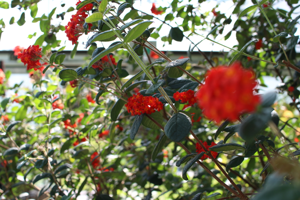 熱帯の花